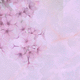 papel pintado contemporáneo / con motivos florales / rosa / para sala de estar