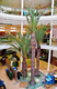 planta ornamental palmas / de interior