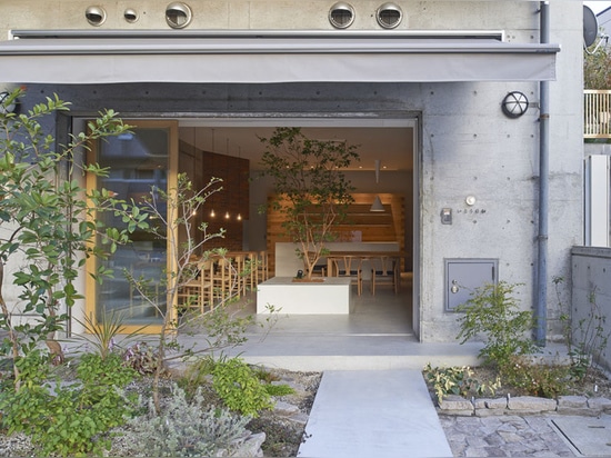 ¡Un pequeño árbol produce el café interior de Ito-biyori de Ninkipen!