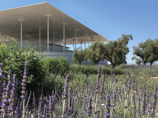 La lavanda y los olivos son la vegetación mediterránea principal en el tejado del aparcamiento. © H. Pangalou y arquitectos paisajistas de los socios