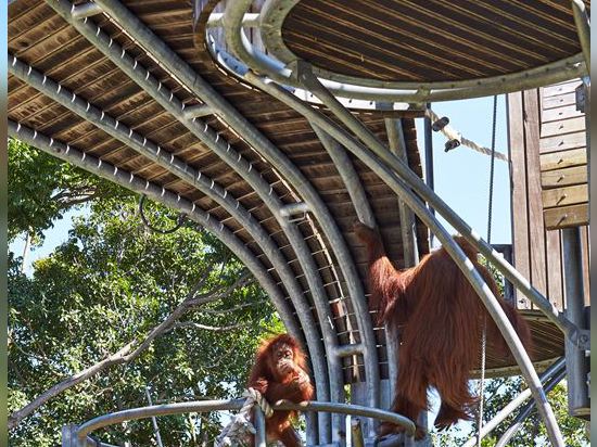 ¿Objeto expuesto del orangután del parque zoológico de Perth? Escuela de la selva