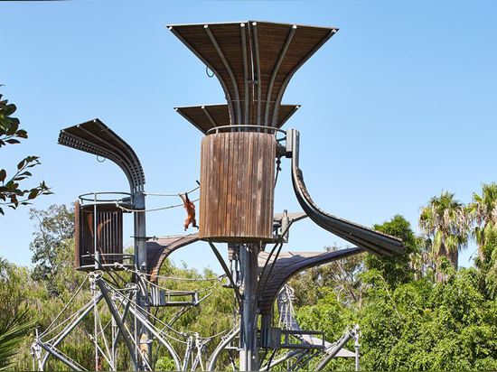 ¿Objeto expuesto del orangután del parque zoológico de Perth? Escuela de la selva