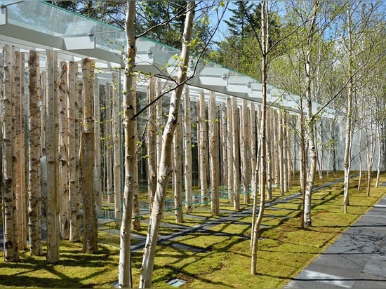 el kuma del kengo combina troncos y el vidrio de árbol para la capilla del musgo del abedul en Japón