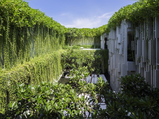 Las plantas vivas enormes engullen el balneario puro verde-cubierto en Vietnam