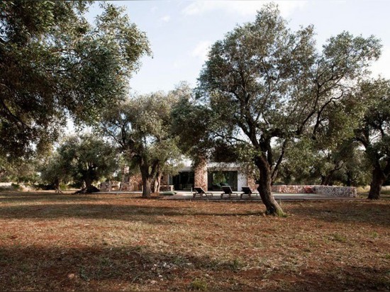 CASAS NEL BOSCO DI ULIVI