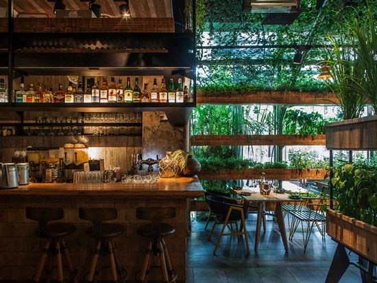 Las plantas en este restaurante son las hierbas con las cuales el cocinero utiliza para cocinar