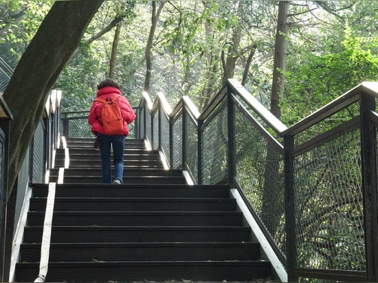 Camino de tablas de bambú