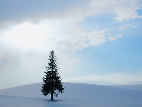 La Navidad japonesa es divertida, pero los árboles de Navidad son preciosos en Hokkaido.