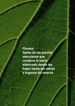 Floema Catalogo 2023 - 7